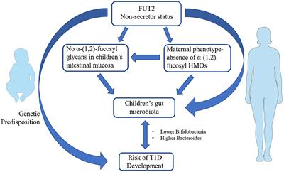 Can the FUT2 Non-secretor Phenotype Associated With Gut Microbiota Increase the Children Susceptibility for Type 1 Diabetes? A Mini Review